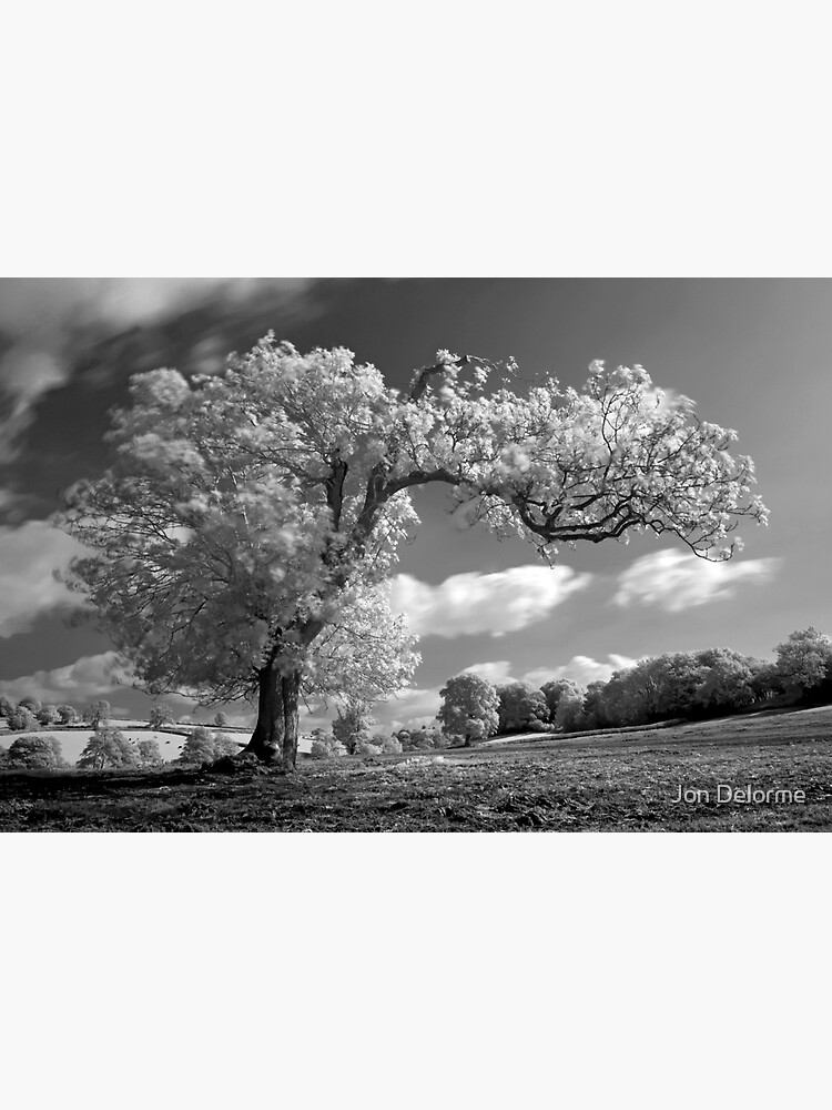 Ein Baum Weht Im Wind Grusskarte Von Jondelorme Redbubble