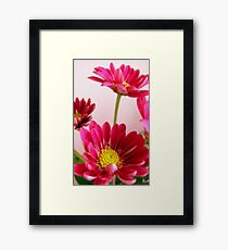 Daisy Patch Framed Print