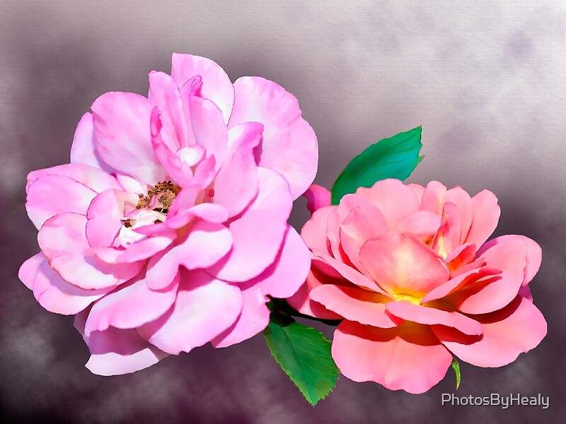 Two Roses by Photos by Healy