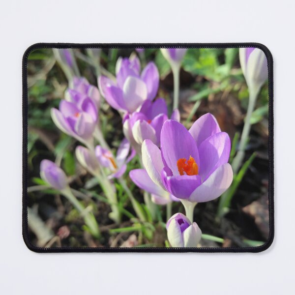 Item preview, crocuses designed and sold by Gourmetkater.