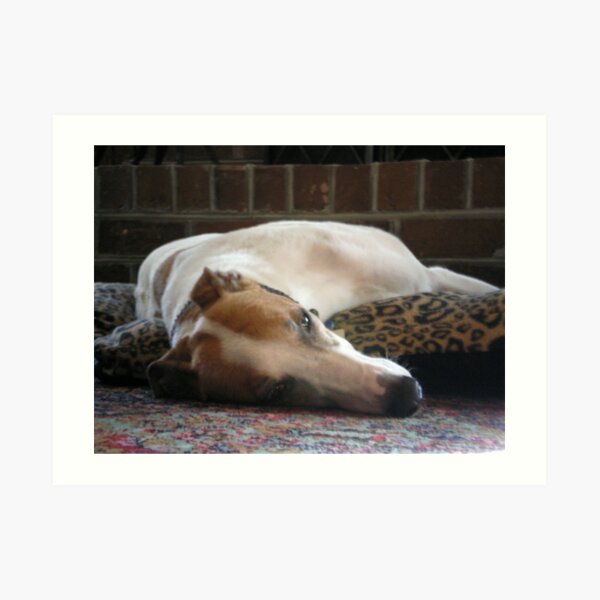 Greyhound laying on rug Art Print