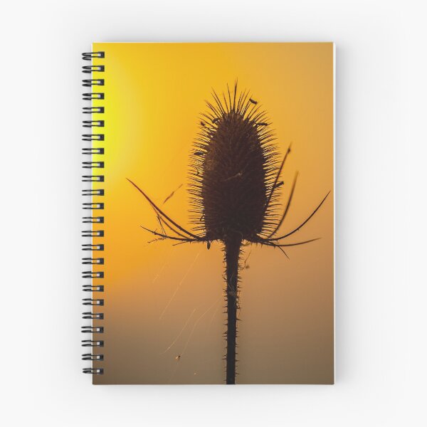 Item preview, Teasel  at sunset designed and sold by Dalyndigital Photography.