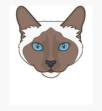 Lámina fotográfica Gato siames