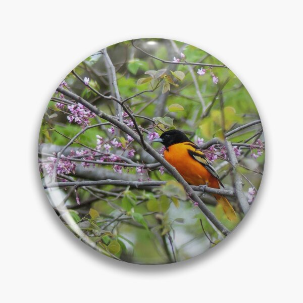 Item preview, Baltimore Oriole designed and sold by Frankie Cat Photography.