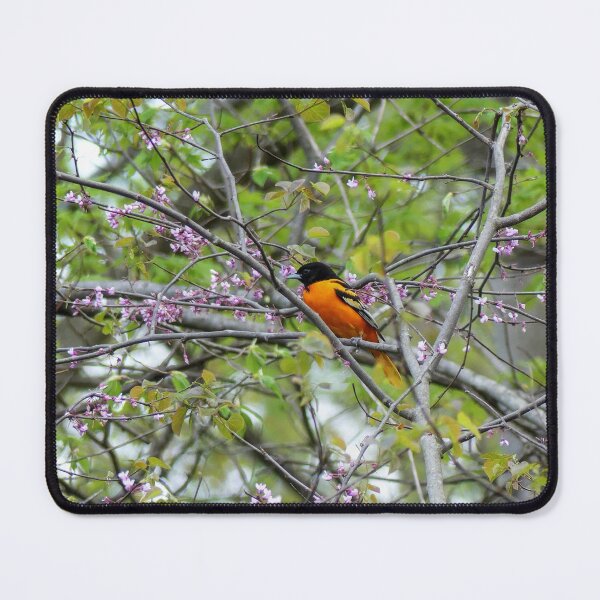 Item preview, Baltimore Oriole designed and sold by Frankie Cat Photography.