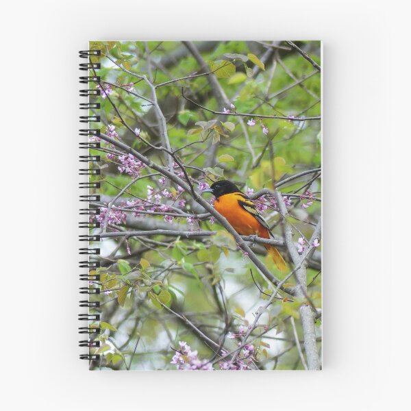 Item preview, Baltimore Oriole designed and sold by Frankie Cat Photography.