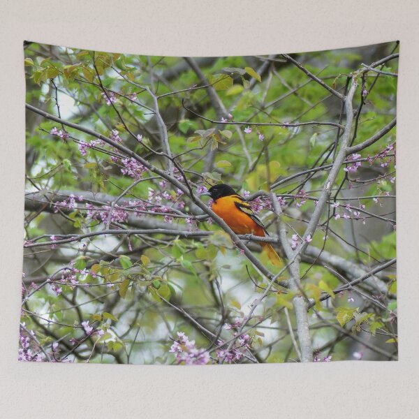 Item preview, Baltimore Oriole designed and sold by Frankie Cat Photography.