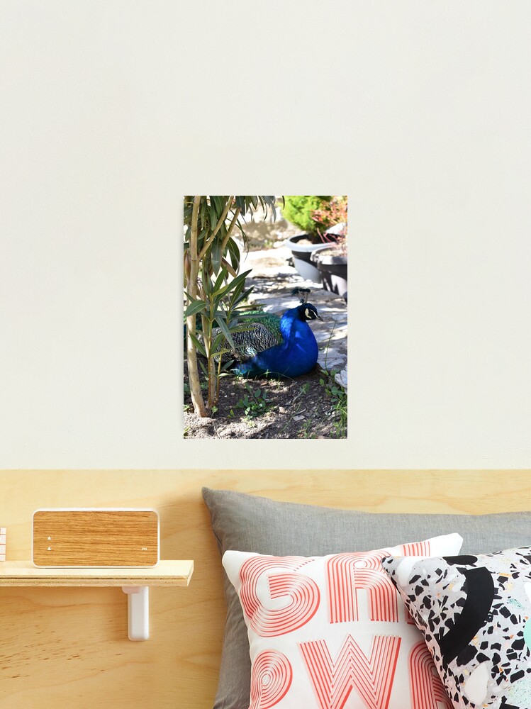 Thumbnail 2 of 3, Photographic Print, Peacock in the Garden, Saint Naum, North Macedonia designed and sold by KarenEspig.