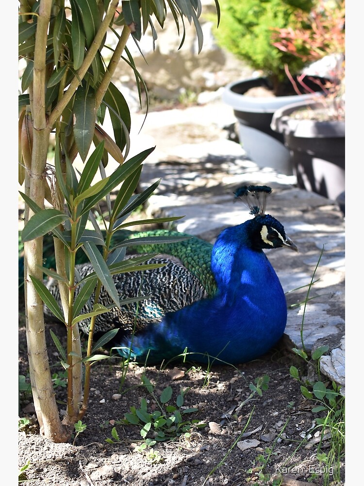 Thumbnail 3 of 3, Photographic Print, Peacock in the Garden, Saint Naum, North Macedonia designed and sold by KarenEspig.
