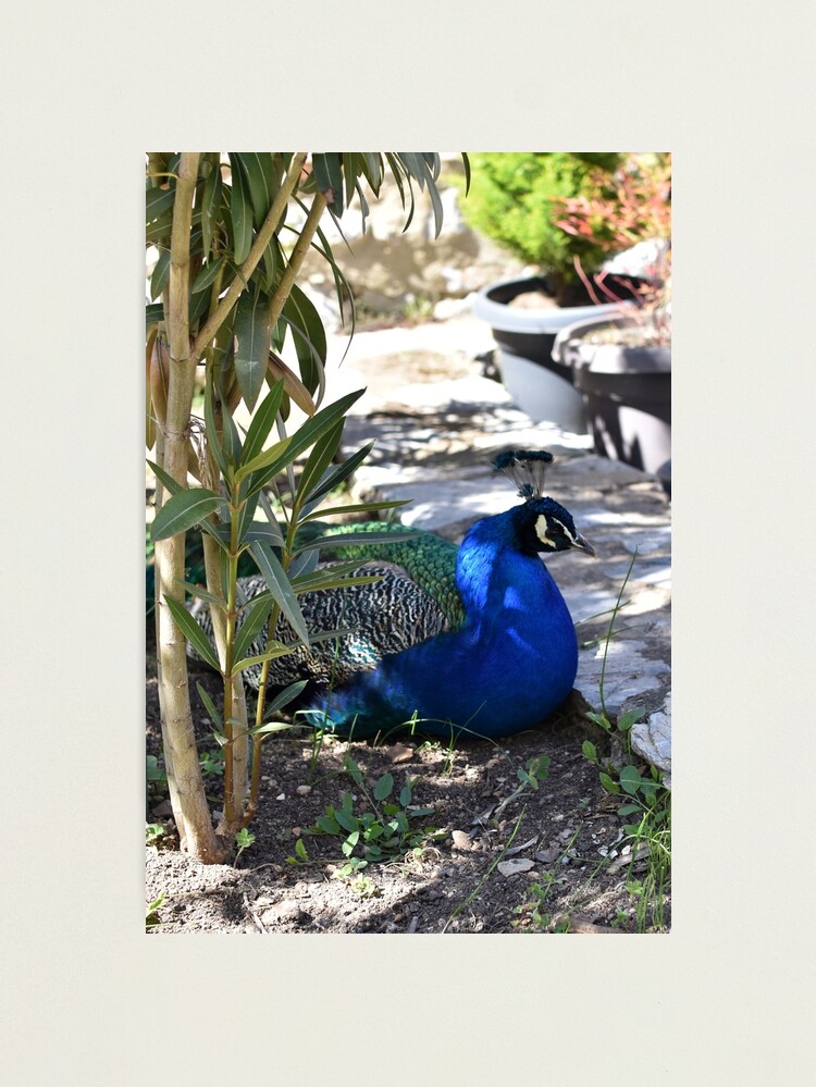 Thumbnail 1 of 3, Photographic Print, Peacock in the Garden, Saint Naum, North Macedonia designed and sold by KarenEspig.