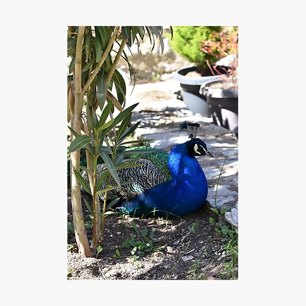 Photographic Print
