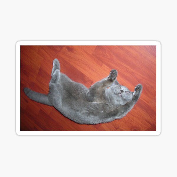 British blue cat Sticker
