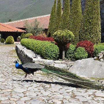 Artwork thumbnail, Saint Naum Peacock in the Gardens, North Macedonia by Karen Espig