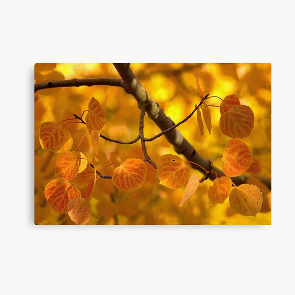 Pure Gold Canvas Print