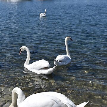 Artwork thumbnail, Swans in the Harbour, Ohrid, North Macedonia by Karen Espig