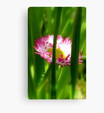Make way Pink Bloom Peeking Through! - Wild Daisy - NZ - Southland Canvas Print