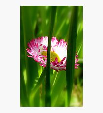 Make way Pink Bloom Peeking Through! - Wild Daisy - NZ - Southland Photographic Print