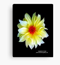 YELLOW DAHLIA Canvas Print