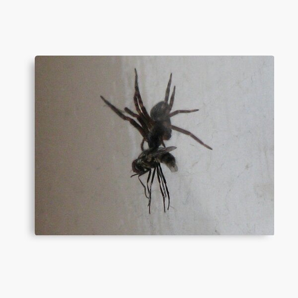 ARACH ATTACK Metal Print