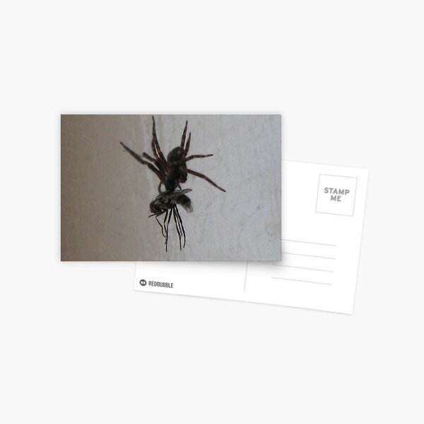 ARACH ATTACK Postcard