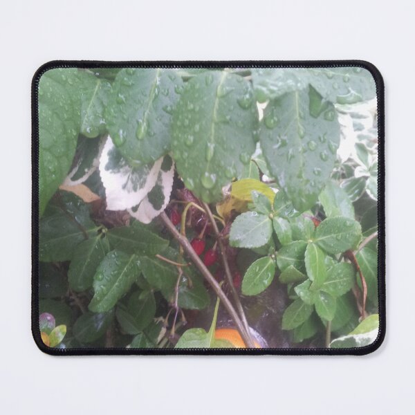 Item preview, Volksbolts/KABFA Designs, Winter Berries with rain drops In Nuneaton Hedgerow By Miss K L Slomczynski designed and sold by KABFA Designs.