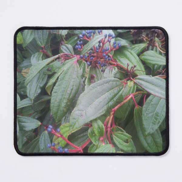 Item preview, Volksbolts/KABFA Designs, Winter Berries Nuneaton  designed and sold by KABFA Designs.