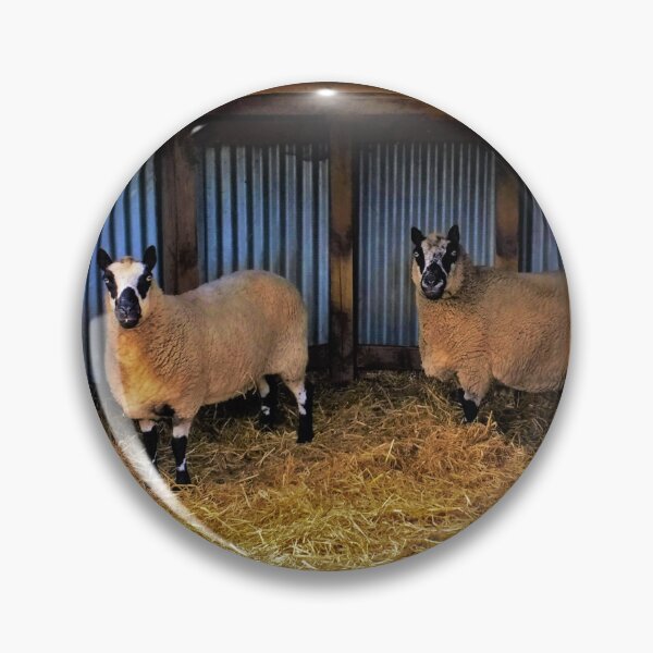 Item preview, #173 |☼| Sheltered Sheep (Elsham Hall, Gardens & Country Park) designed and sold by Naean H.F. (Nez Man).