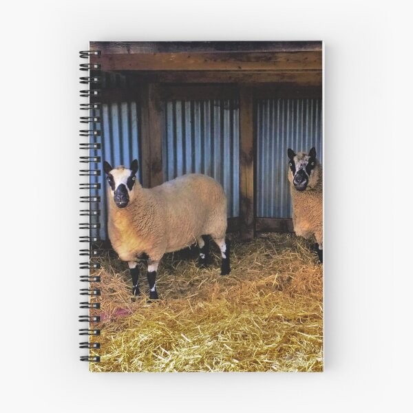 Item preview, #173 |☼| Sheltered Sheep (Elsham Hall, Gardens & Country Park) designed and sold by Naean H.F. (Nez Man).
