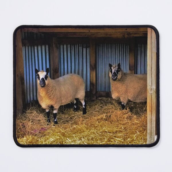 Item preview, #173 |☼| Sheltered Sheep (Elsham Hall, Gardens & Country Park) designed and sold by Naean H.F. (Nez Man).
