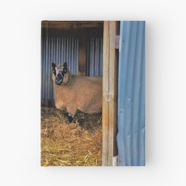 Item preview, #173 |☼| Sheltered Sheep (Elsham Hall, Gardens & Country Park) designed and sold by Naean H.F. (Nez Man).