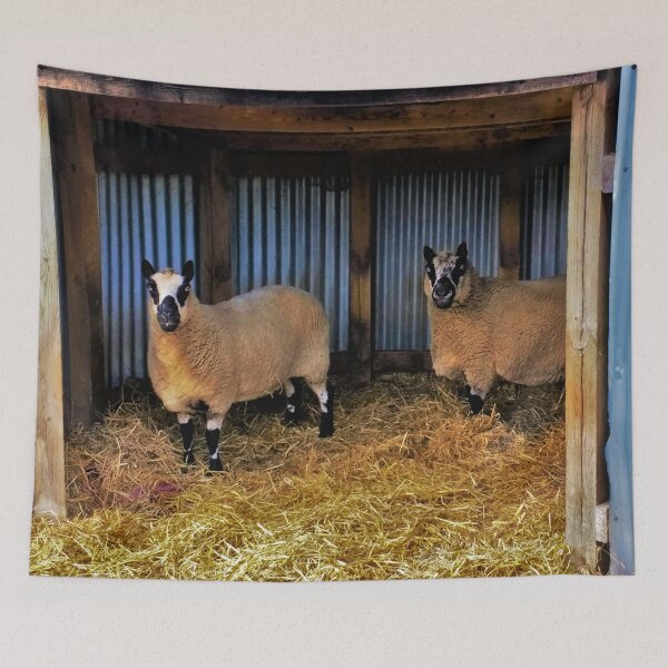 Item preview, #173 |☼| Sheltered Sheep (Elsham Hall, Gardens & Country Park) designed and sold by Naean H.F. (Nez Man).