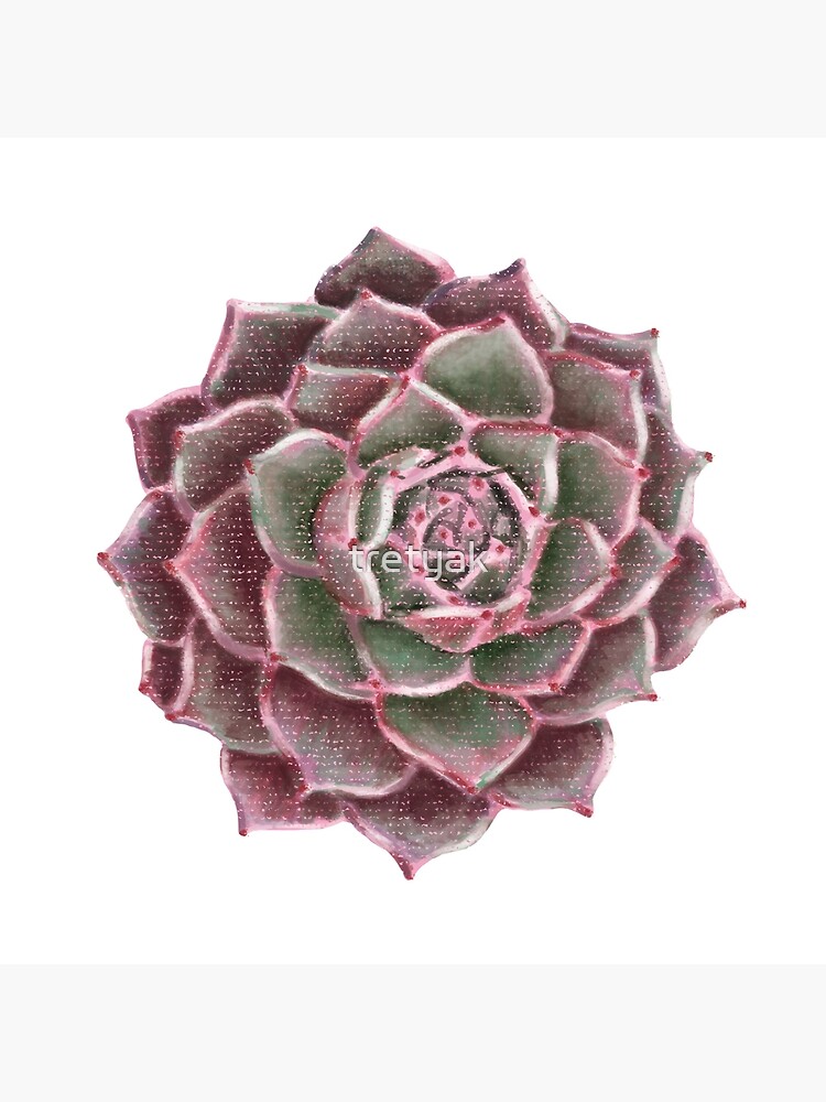 Echeveria 'Dusty Rose