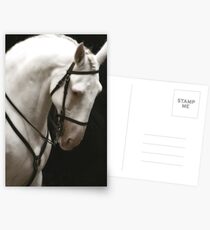 Lusitano Postcards