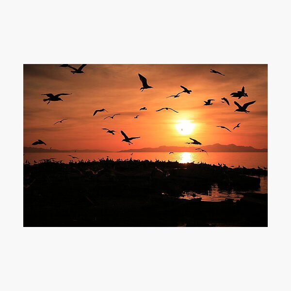 Sunset Flights Photographic Print