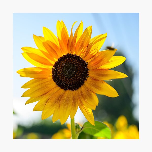 Lámina fotográfica «El arte de la fotografía, Hermosa foto de girasol para  los amantes del girasol.» de Kaif54 | Redbubble