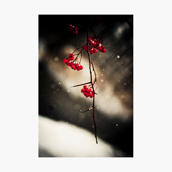 Item preview, Winter Berries designed and sold by Justin Leveque.