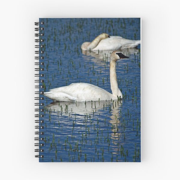 Item preview, swans in the water designed and sold by grizzbass.