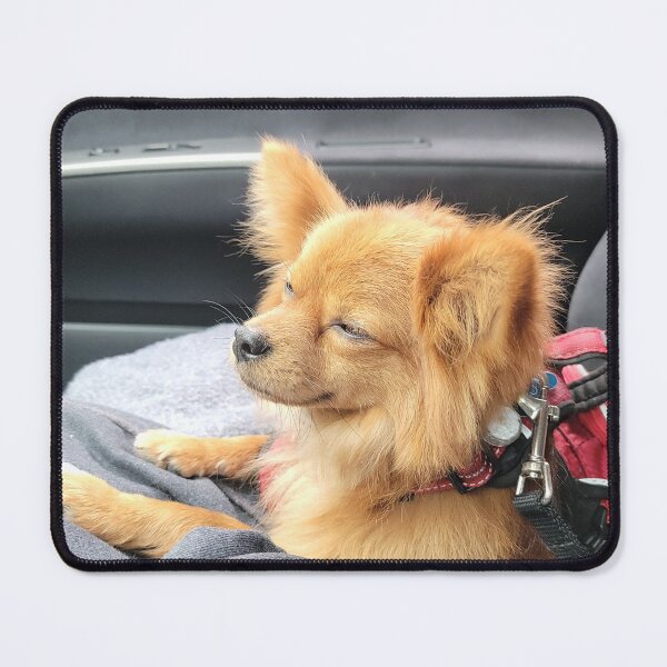Item preview, Roo in his "ZEN" after the doggie spa designed and sold by leih2008.