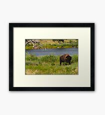 Roaming the plains Framed Print