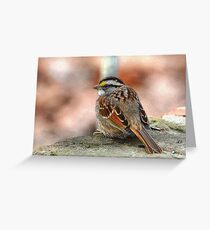 White-throated Sparrow Greeting Card