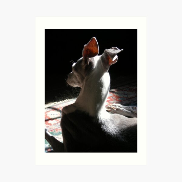 Italian Greyhound in Shadow Art Print