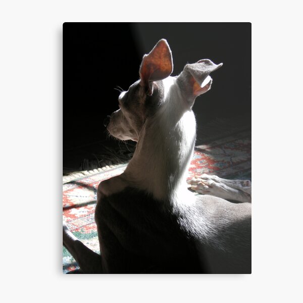 Italian Greyhound in Shadow Metal Print