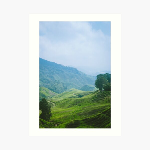 Tea Plantation, Malaysia. Art Print