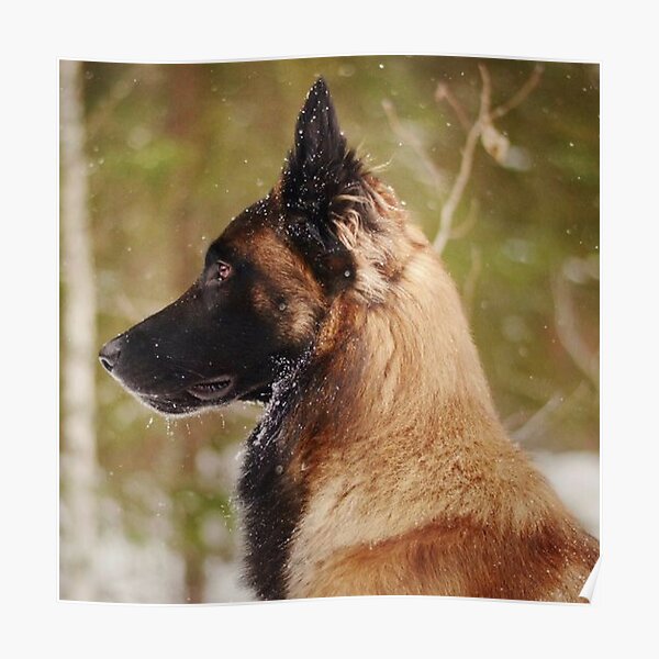 Belgian Malinois Posters Redbubble