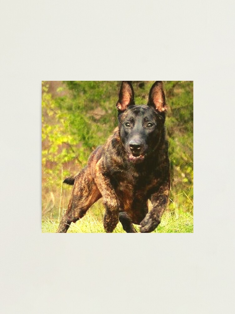 strong belgian shepherd malinois dog
