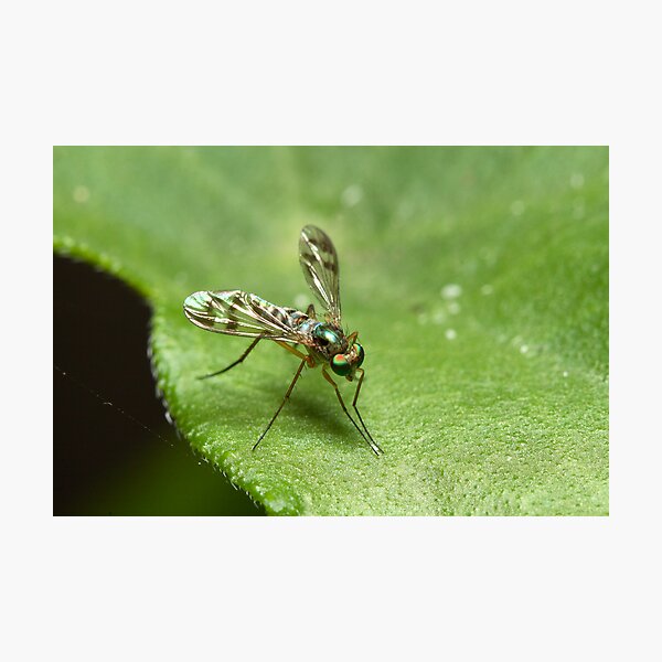 Item preview, Long Legged Fly designed and sold by Colin  Ewington.