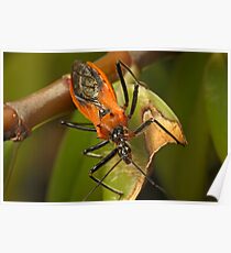 Assassin Bug Poster