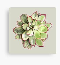 Echeveria Leinwanddruck