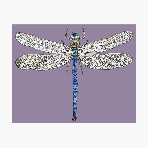 Item preview, Best Dragonfly designed and sold by casivonmir.