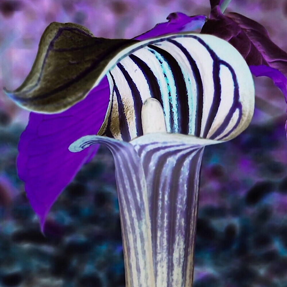 Jack In The Pulpit With A Twist By Jacqueline Cooper Redbubble   Flat,1000x1000,075,f.u1 